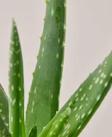 Aloe Vera Live Succulent, 4" Pot