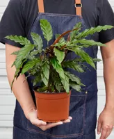 Calathea Rufibarba 'Furry Feather' Live Plant, 6" Pot