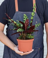 Calathea Lancifolia 'Rattlesnake' Live Plant, 6" Pot