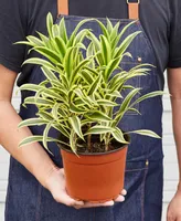 Dracaena 'Song Of India' Live Plant, 6" Pot