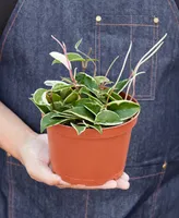 Tricolor Hoya Carnosa Wax Flower Live Plant, 6" Pot