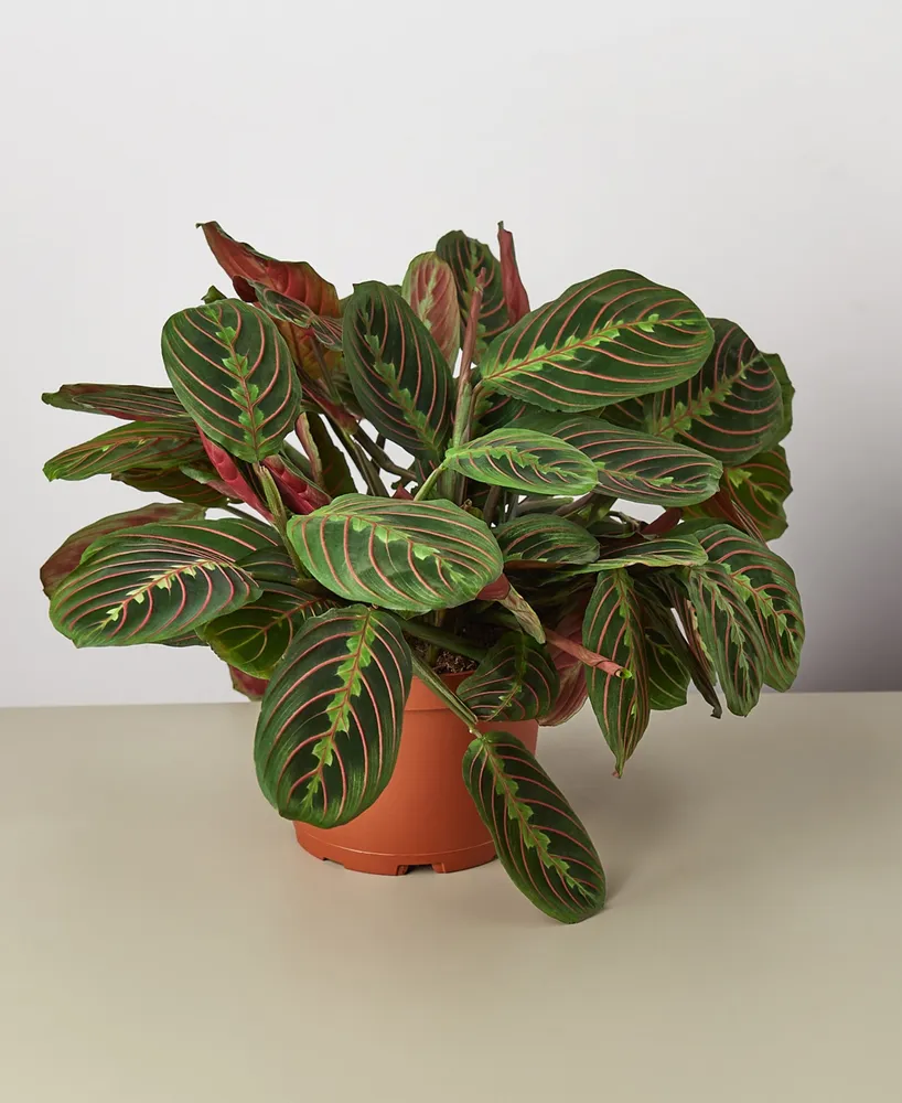 Maranta Red Prayer 'Herringbone' Live Plant, 6" Pot