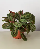 Maranta Red Prayer 'Herringbone' Live Plant, 6" Pot