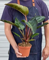 Philodendron 'Congo Rojo' Live Plant, 6" Pot