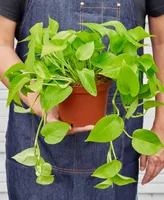 House Plant Shop Pothos 'Neon' Live Plant, 6" Pot