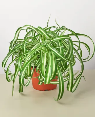 Spider Plant 'Bonnie' Live Plant, 6" Pot