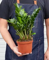 Zamioculcas Zamiifolia 'Zz' Live Plant, 6" Pot