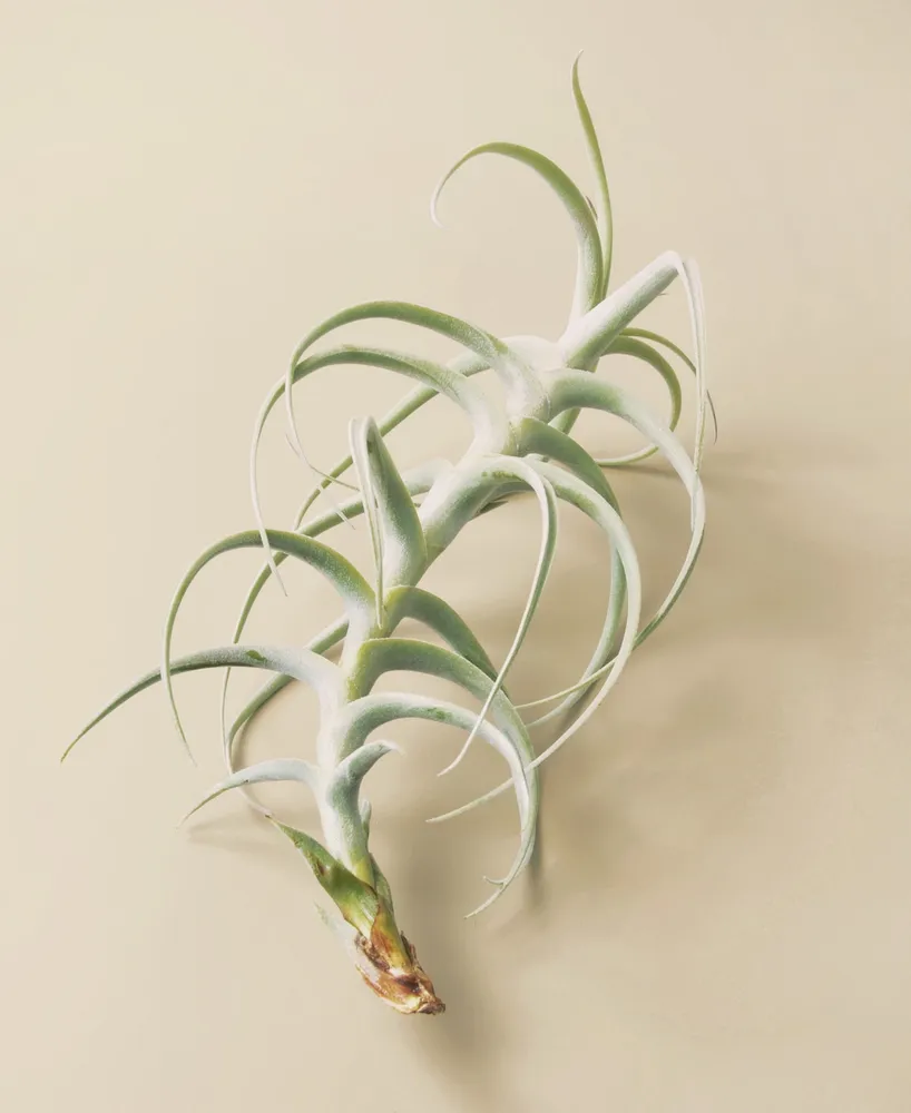 Tillandsia Paleacea x Tectorum Live Air Plant