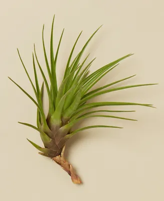 House Plant Shop Tillandsia Tricolor Live Air Plants, Pack of 3