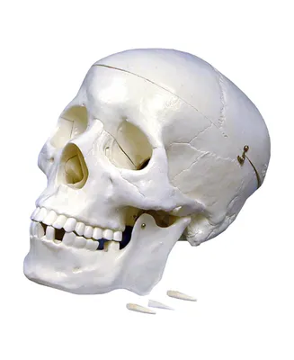 Supertek Plastic Human Skull Model