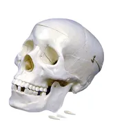 Supertek Plastic Human Skull Model