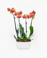 BloomsyBox Barcelona Orchid Duo Live Plant