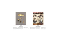 Flower: Exploring the World in Bloom by Phaidon