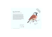 The Field Guide to Dumb Birds of the Whole Stupid World by Matt Kracht