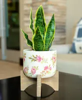 Flora Bunda 12" Snake Plant in Ceramic on Stand