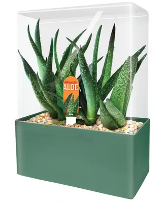 Unique Gardener Seed Squares Altruistic Aloe Plant Kit