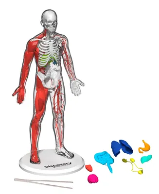 Closeout! Discovery #Mindblown 3D Human Anatomy 28-Piece Biology Model