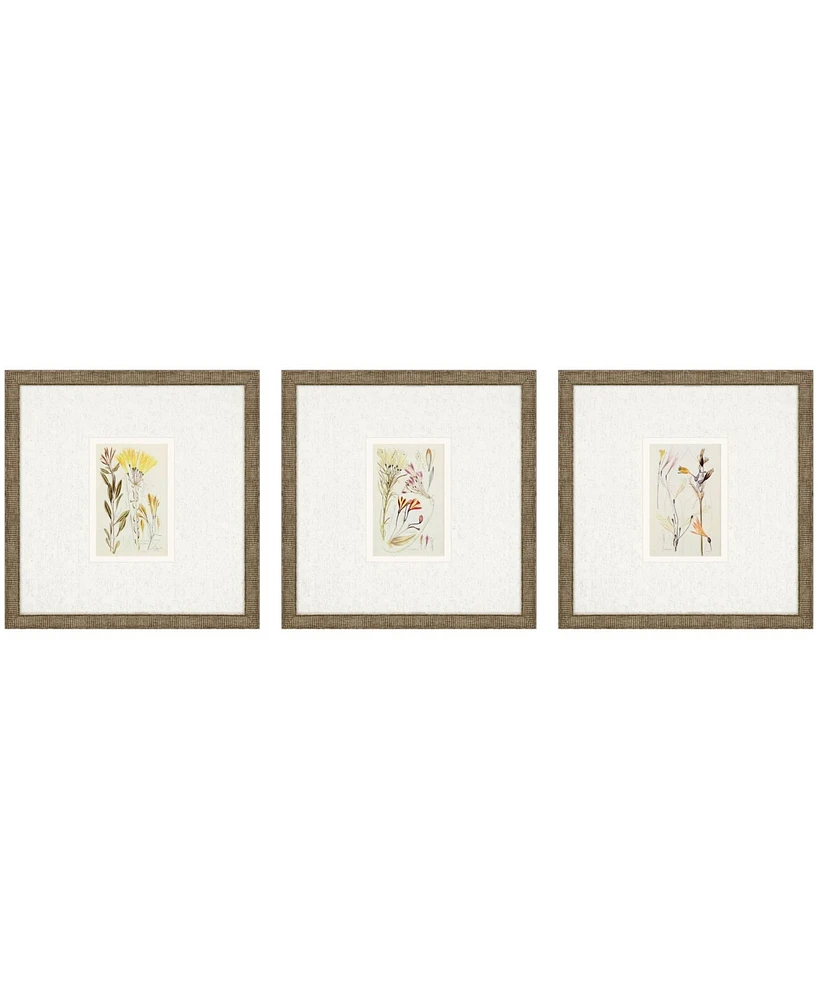 Antique-Like Botanical Ii Framed Art, Set of 3