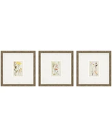 Antique-Like Botanical Ii Framed Art, Set of 3