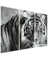 Empire Art Direct "Tiger Abc" Frameless Free Floating Tempered Glass Panel Graphic Wall Art Set of 3, 72" x 36" x 0.2" Each