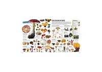 Picturepedia, Second Edition- An Encyclopedia on Every Page by Dk