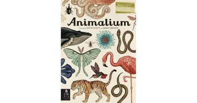 Animalium (Welcome to the Museum Series) by Jenny Broom