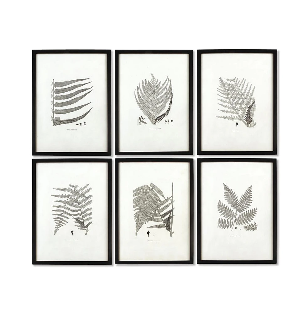 Framed Gray-Tone Fern Prints, Set Of 6