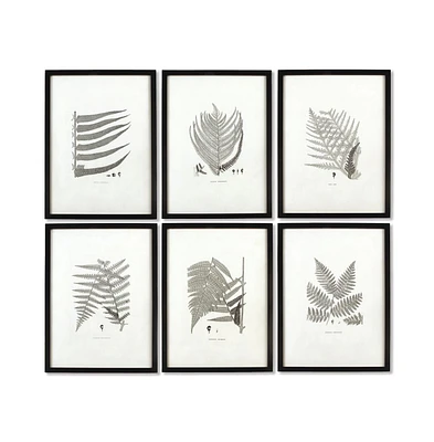 Framed Gray-Tone Fern Prints, Set Of 6