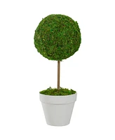 Northlight 16" Reindeer Moss Ball Potted Artificial Spring Topiary Tree