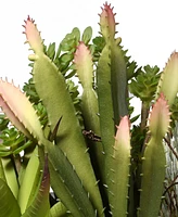 National Tree Company 7.5 Succulent Plants