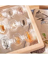 Kaplan Early Learning Specimen Stones: Sea Creatures