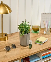 Lifelines Boxwood Plant Diffuser