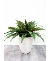 Slickblue Set of 2 Boston Ferns – Lush Indoor Plants for Elegant Home Decor