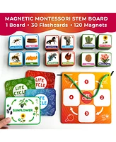 Quokka Life Cycle Kit Toy Montessori - Flash Cards Science Activities