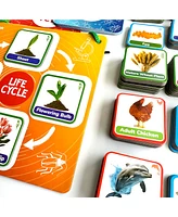 Quokka Life Cycle Kit Toy Montessori - Flash Cards Science Activities - Assorted Pre