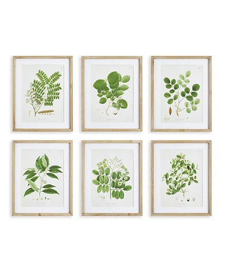 Napa Home & Garden Tree Leaf Study, Set Of 6