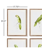17.75"W x 1"D x 23.5"H Parrot Illustrations In Green Framed Wall Art Set of 4
