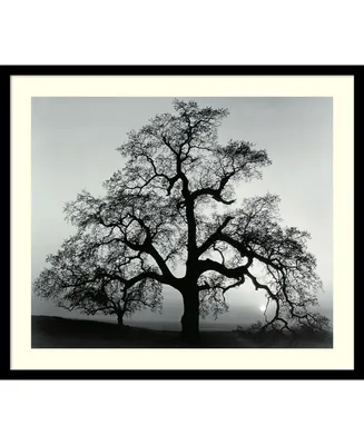 Amanti Art Oak Tree, Sunset City, California, 1962 Framed Art Print