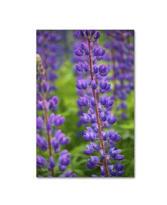 Cora Niele 'Blue Violet Lupine Flower' Canvas Art - 24" x 16" x 2"