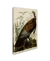 John James Audobon 'American Wild Turkey Cock' Canvas Art - 19" x 12" x 2"