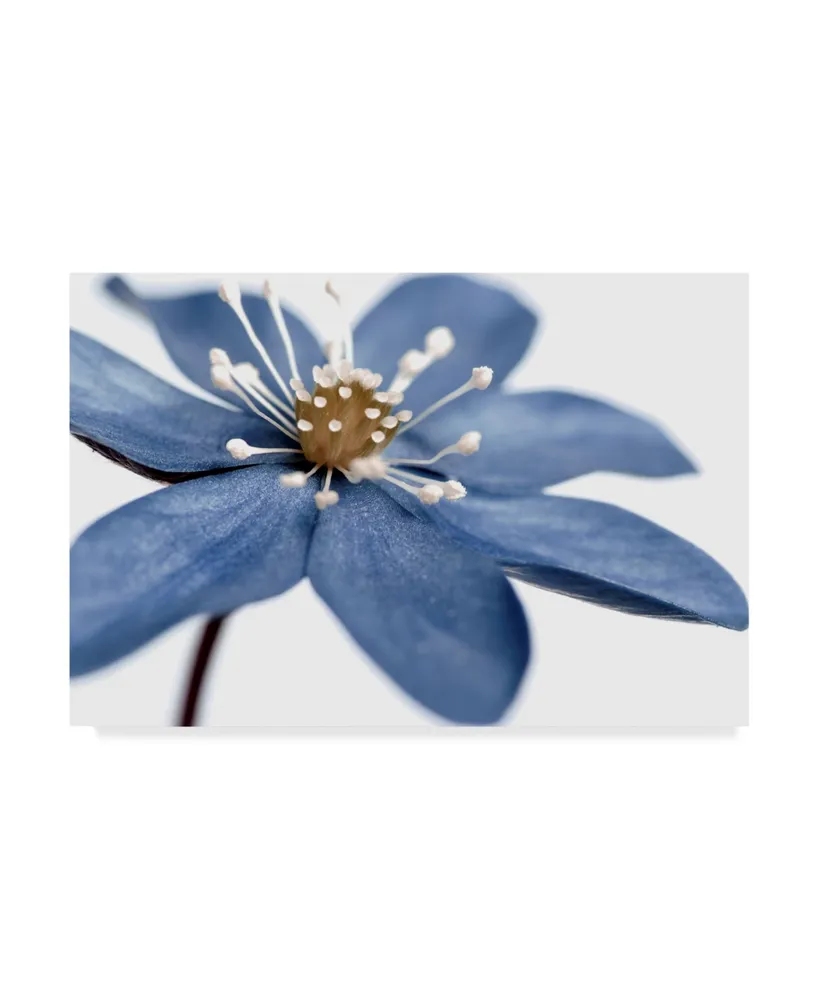 Tom Quartermaine 'Blue Flower On White' Canvas Art