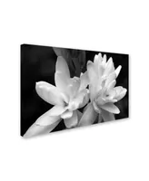 Kurt Shaffer 'Tuber Rose in Black and White' Canvas Art - 22" x 32"