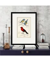 Courtside Market D'Orbigny Birds Iii 16" x 20" Framed and Matted Art