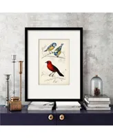 Courtside Market Dorbigny Birds Iii Framed Matted Art Collection