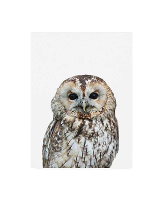 Lexie Gree Owl Portrait Canvas Art - 19.5" x 26"