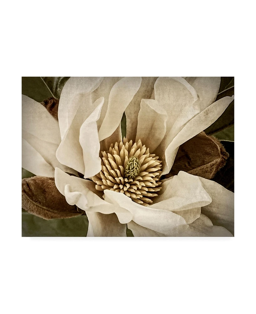 Rachel Perry Classic Magnolia Ii Canvas Art - 37" x 49"