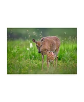 Nick Kalathas Tender Moment Deer Canvas Art - 20" x 25"