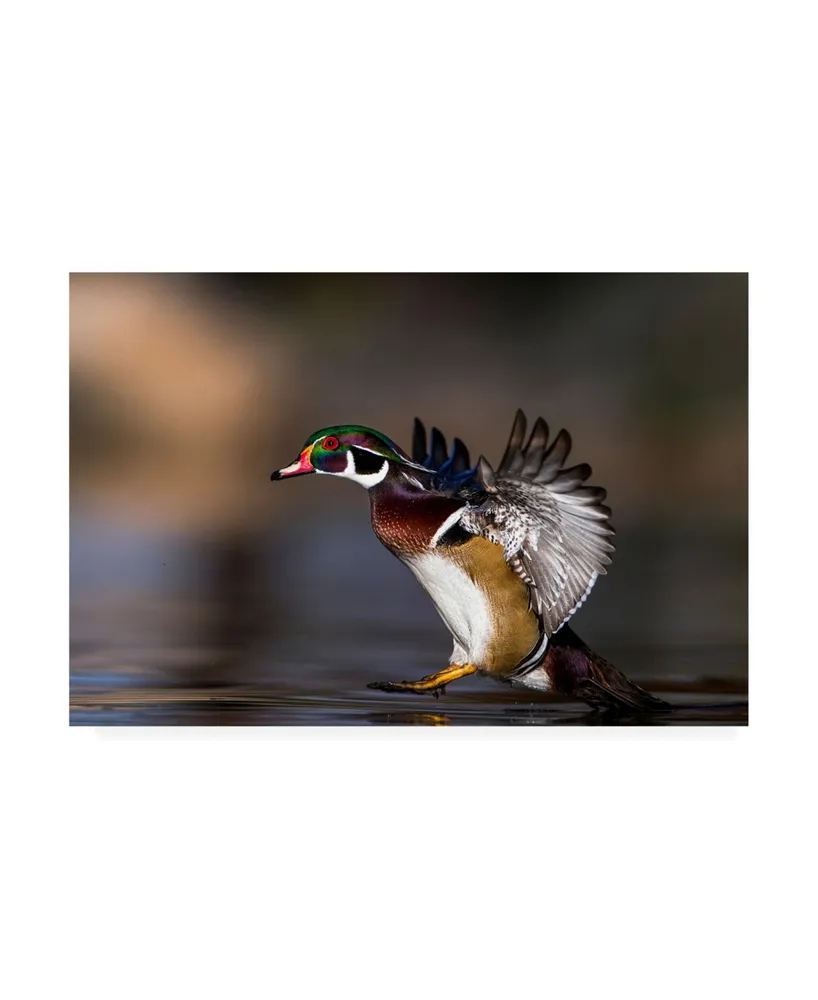 Verdon Soft Landing Duck Canvas Art - 15" x 20"