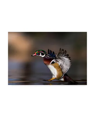 Verdon Soft Landing Duck Canvas Art - 15" x 20"