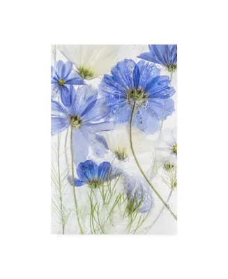 Mandy Disher Cosmos Blue Floral Canvas Art